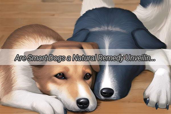 Are Smart Dogs a Natural Remedy Unveiling the Truth About MedicationFree Pups